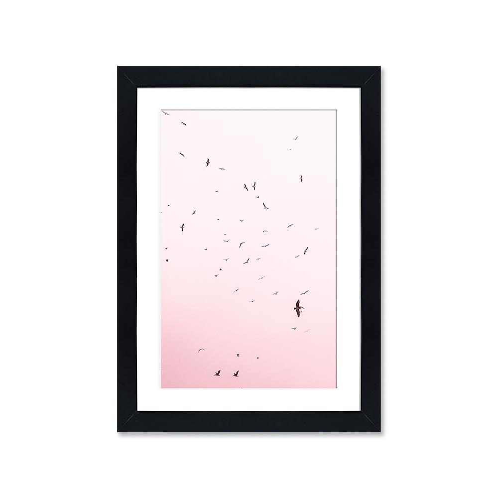 Pájaros rosa