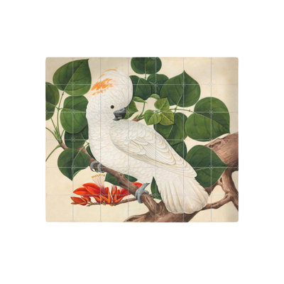 Cuadro Decorativo IXXI Pequeño Cockatoo 80 x 120