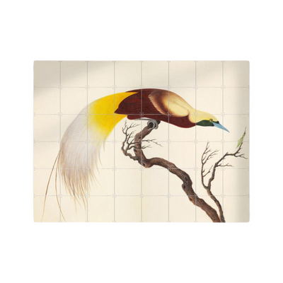 Cuadro Decorativo IXXI Lesser Bird of Paradise 140 x 140