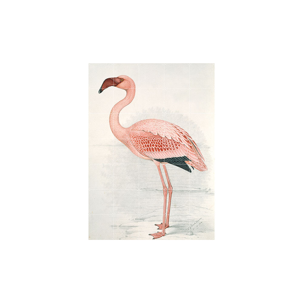 Cuadro decorativo IXXI - Flamingo Finch Davies