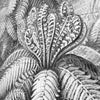 Cuadro decorativo IXXI - Ferns