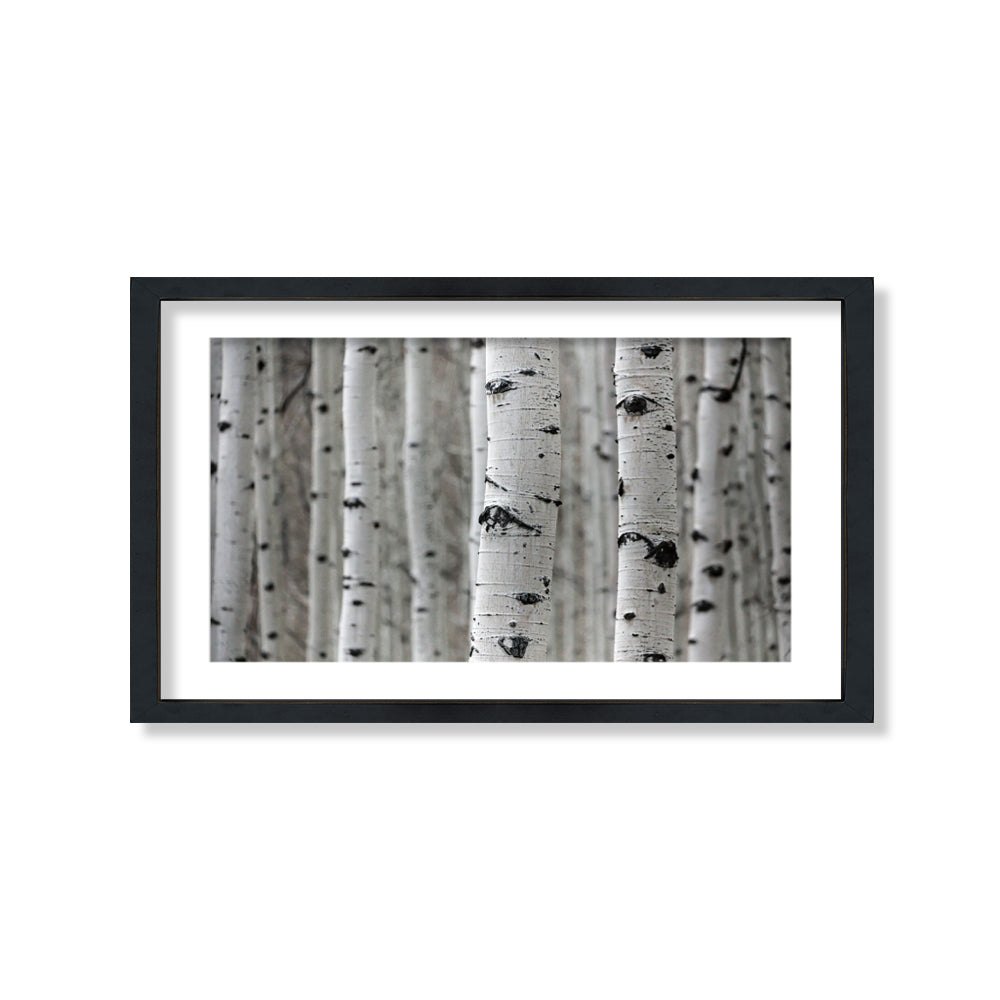 Cuadro Troncos Blancos