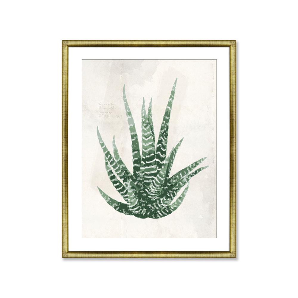 Aloe vera