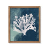 Coral azul árbol