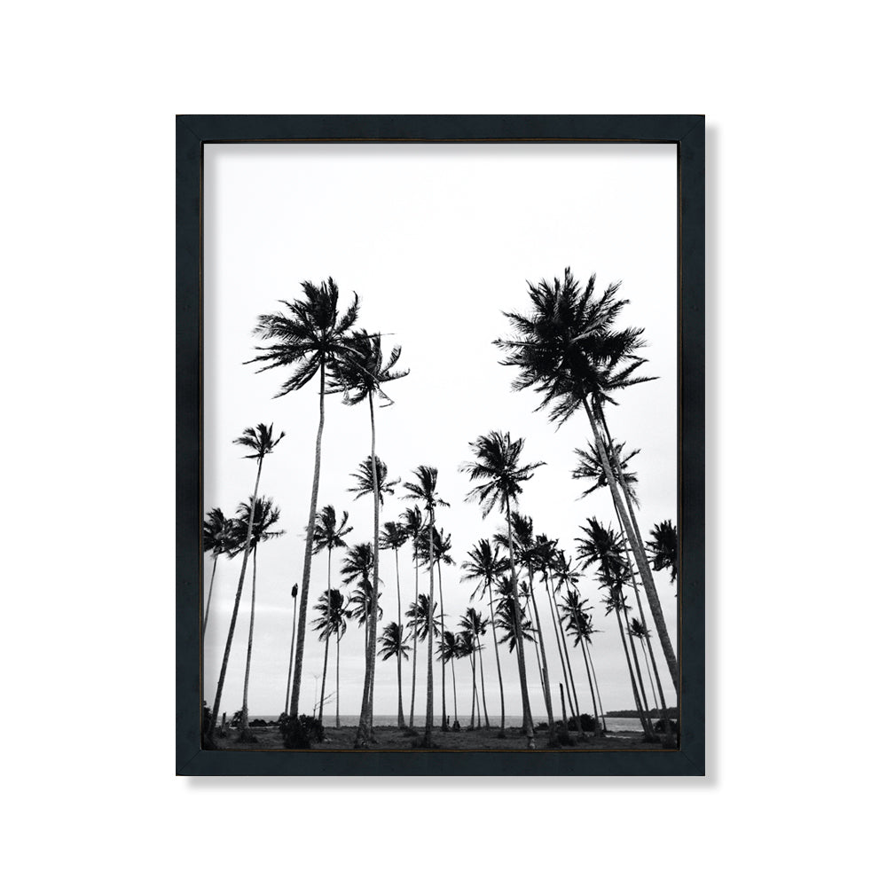 Palmera California