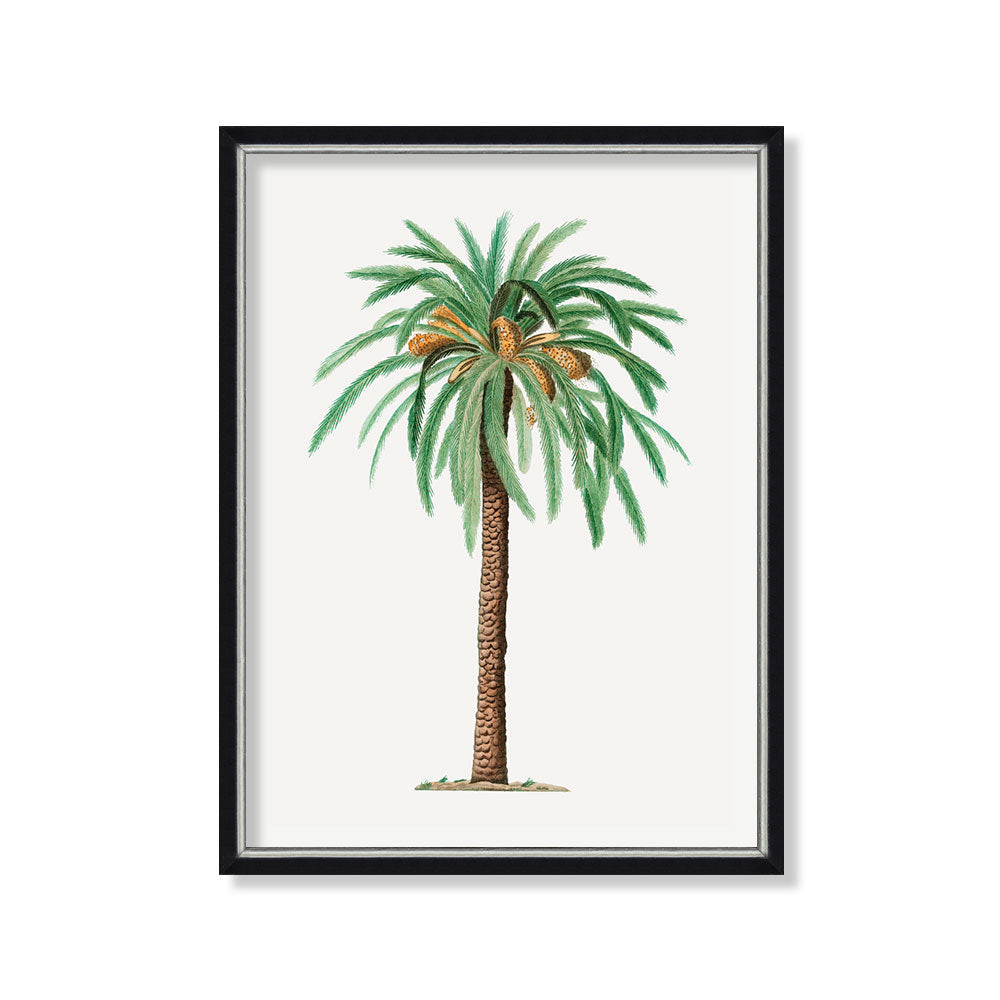 Palmera datilera 1