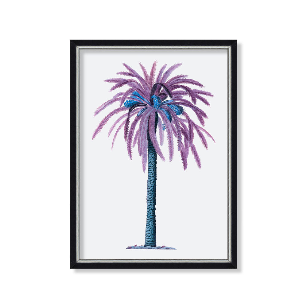 Palmera datilera violeta 1