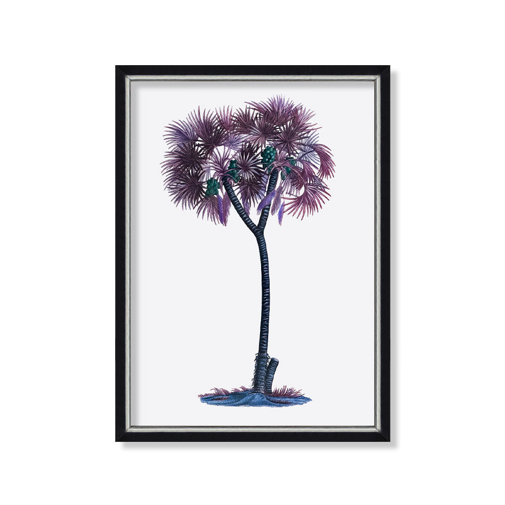 Palmera datilera violeta 2