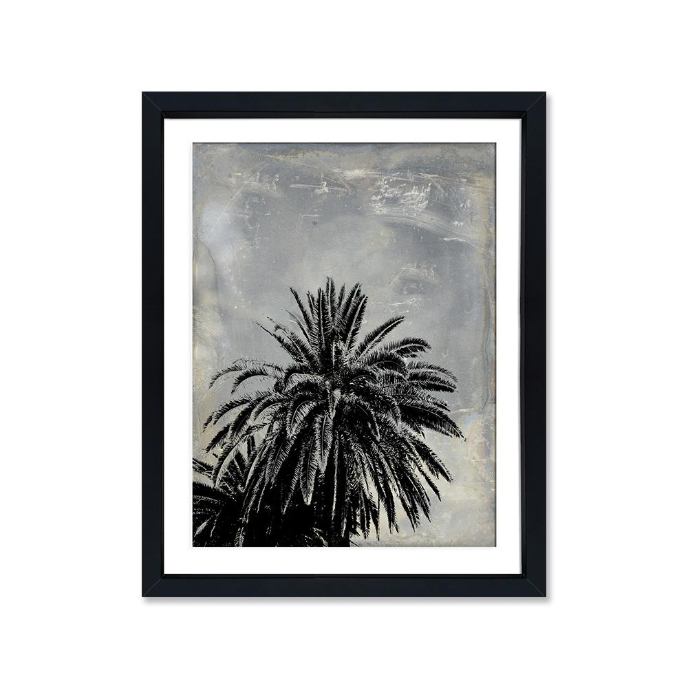 Palmera negra 1