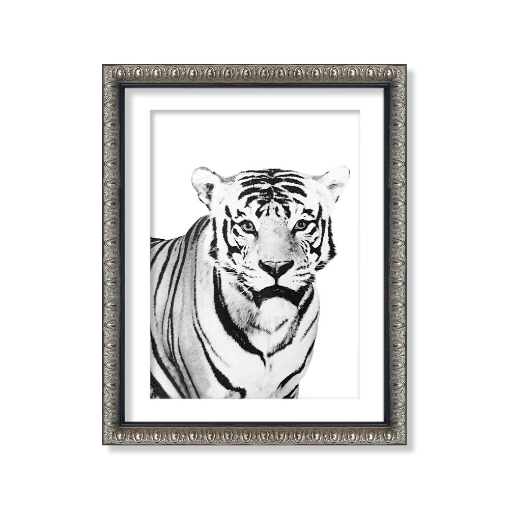 Tigre blanco negro