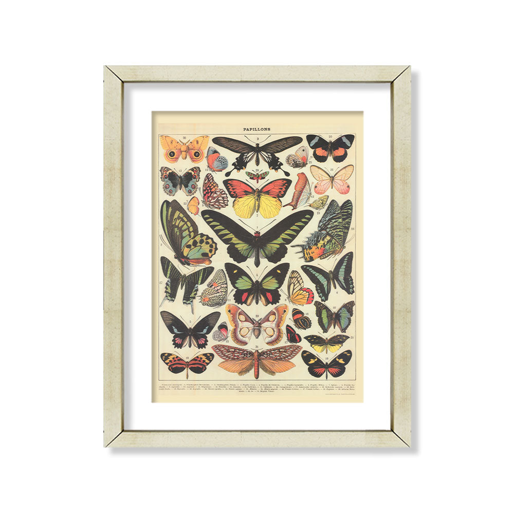 Vintage mariposas