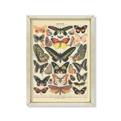 Vintage mariposas