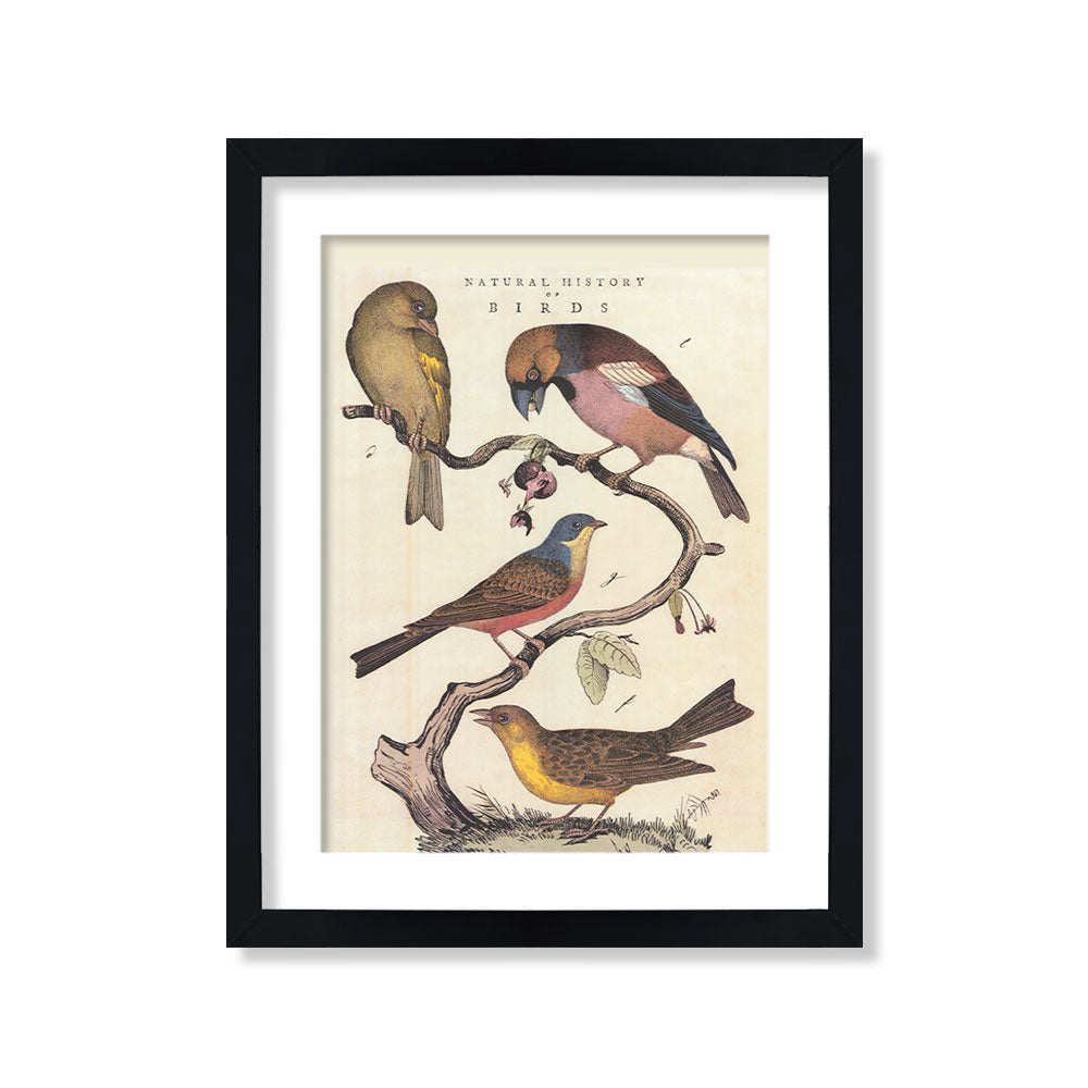 Vintage pájaros