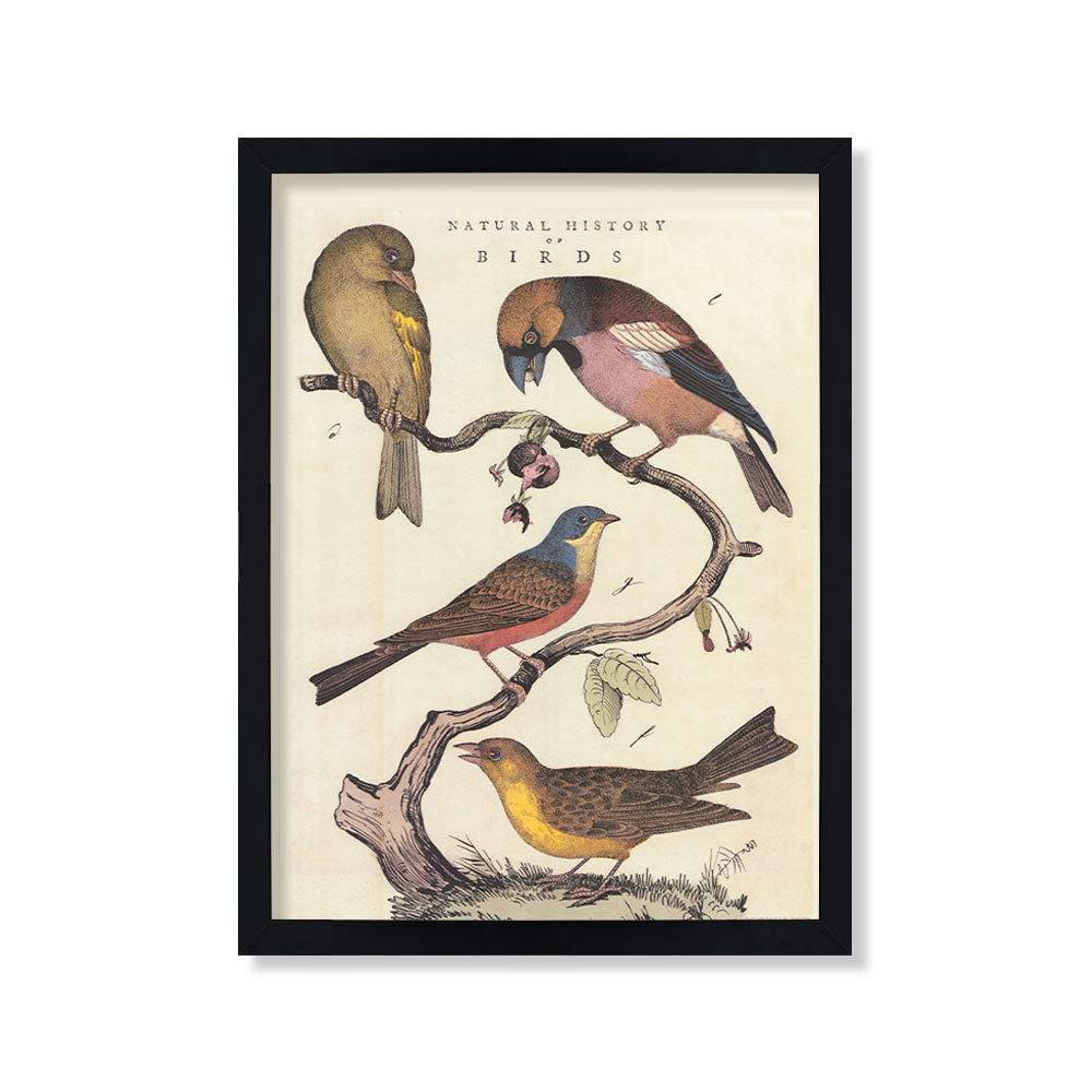 Vintage pájaros