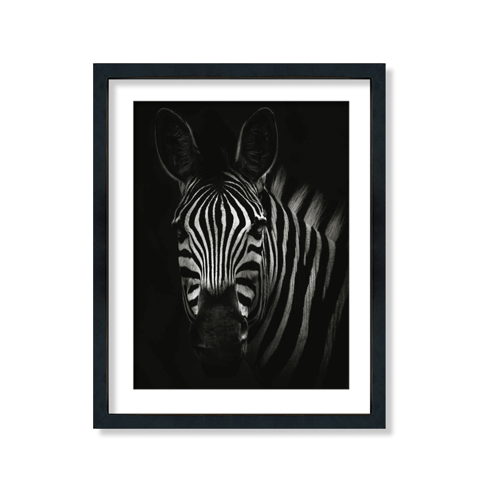 Zebra I