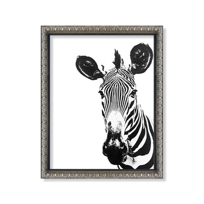 Zebra blanco negro